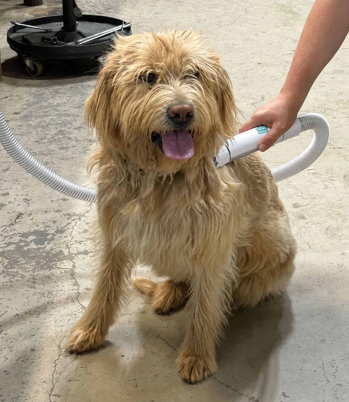 Review by @Indytheirishwolfhound