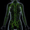 Lymphatic Wellness GuideBook