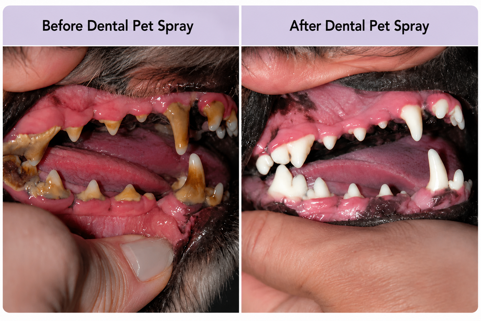 Dental Pet Spray